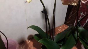 Групповая посадка орхидей без грунта. Чем хороша.