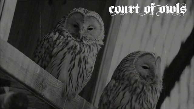 Court of Owls Commercial смотреть онлайн