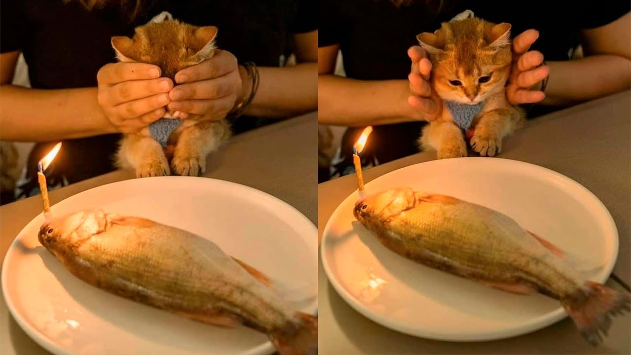 Я РЖАЛ ЦЕЛЫЙ ЧАС?ПОДБОРКА СМЕШНЫХ КОТОВ И СОБАК ДЛЯ ХОРОШЕГО НАСТРОЕНИЯ #6 смотреть онлайн