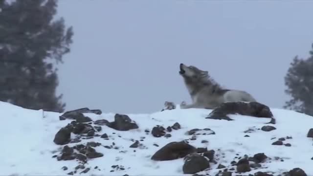 В зимнем лесу . смотреть онлайн