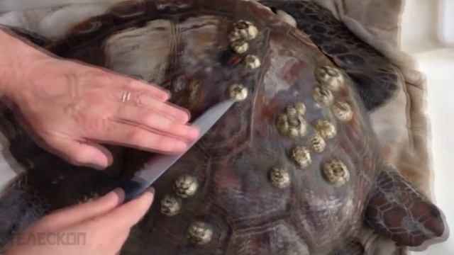 Увидев эту черепаху в воде, рыбак понял, что ей нужна срочная помощь! смотреть онлайн