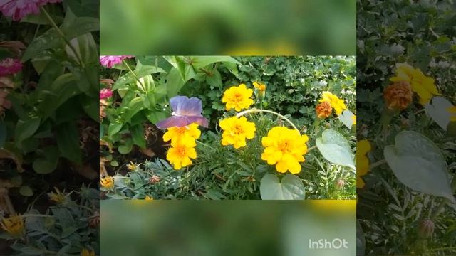 СКАЗОЧНАЯ МУЗЫКА смотреть онлайн