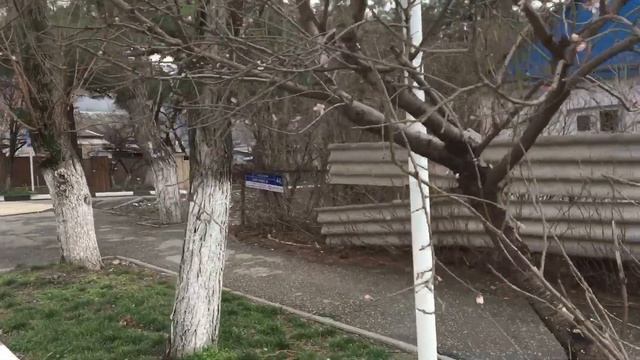 Миндаль цветёт в Геленджике смотреть онлайн