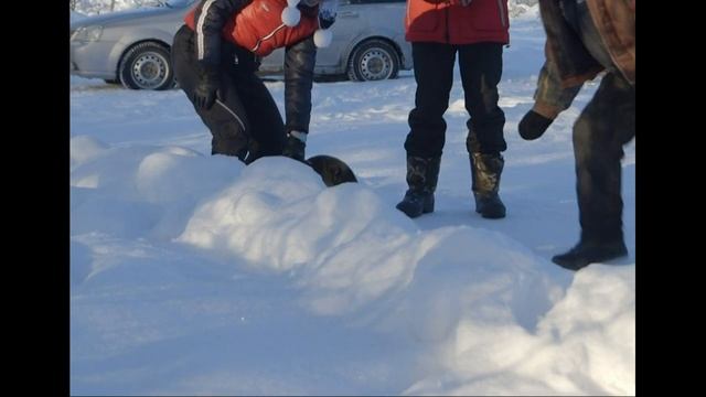 Puppy training?Puppy biting?Guard dog-Central Asian Shepherd?Дрессировка собак?Овчарка защищается? смотреть онлайн
