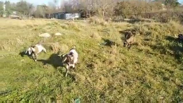 Утки, козы, детки смотреть онлайн