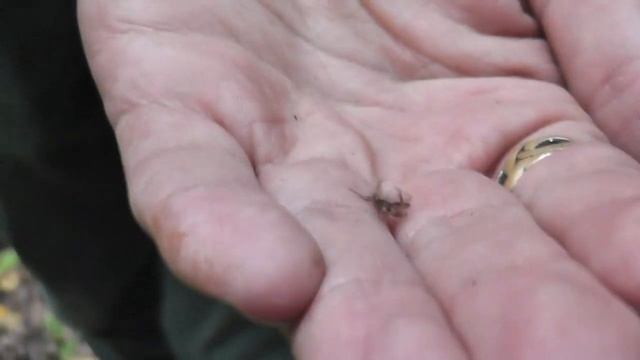 ☣ Лосиная муха (вша, блоха)атакует в лесу ☸Оленья кровососка.Осторожно! смотреть онлайн