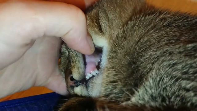 Двойные зубы у котёнка//Смена зубов у котов// Это надо видеть) смотреть онлайн