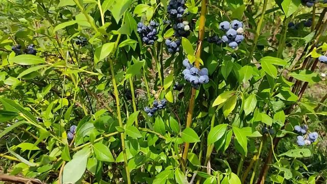 Голубика Блюкроп (Bluecrop)