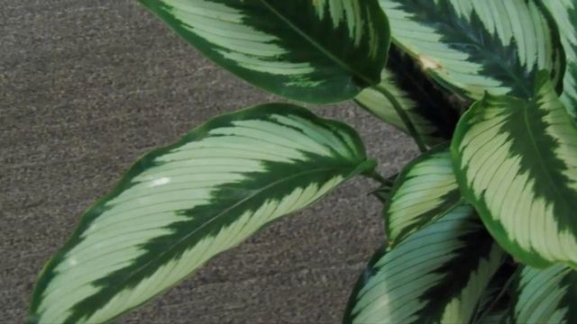 КАЛАТЕЯ в доме. Приметы и суеверия о Калатеи.