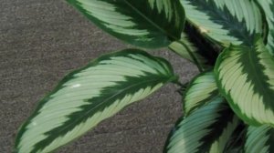 КАЛАТЕЯ в доме. Приметы и суеверия о Калатеи.