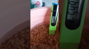 ОВП ВОДЫ НАСТОЯННОЙ НА НЕОЧИЩЕННОМ ОВСЕ...