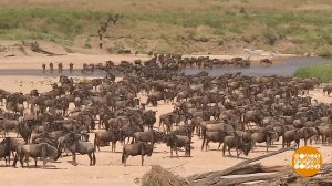 В мире. Миграция антилоп и зебр. Доброе утро. Фрагмент выпуска от 17.08.2020