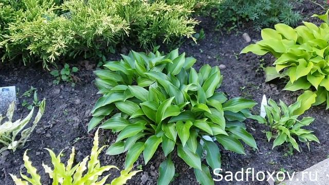 Хоста малыш Смол Партс (Small Parts) смотреть онлайн