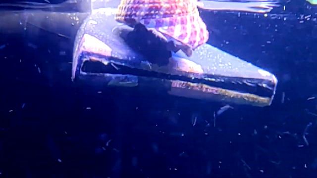 TARŁO ŚLIMAKÓW TROCHUS W AKWARIUM MORSKIM / Trochus snail spawning смотреть онлайн