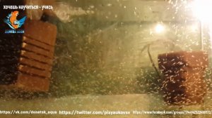 малыши карпов и их выкармливание №3 как это делать, основные моменты,