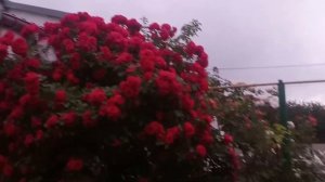 Роза Фламентанц украшение каждого сада.