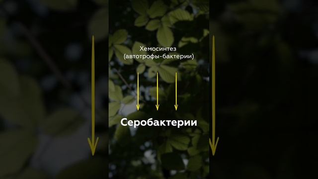 Частные случаи пластического обмена: фотосинтез и хемосинтез. Часть 2 смотреть онлайн