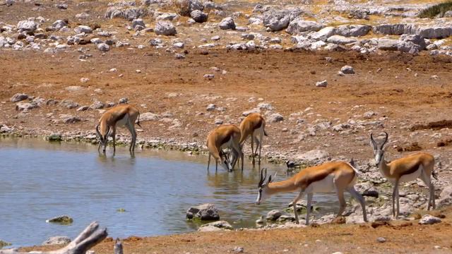 4K African Wildlife- The Super Beautiful Moment Of Hwange National Park With Real Sounds In 4K Vide