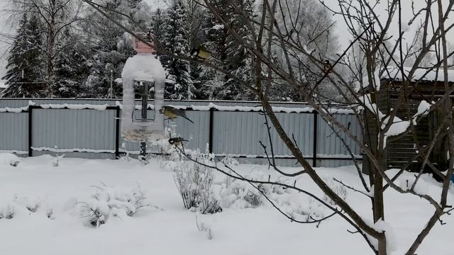 Синицы прилетели ко мне в сад. Как привлечь птиц на огород за 4 дня смотреть онлайн