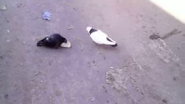 голуби кушают смотреть онлайн