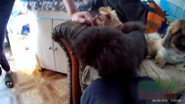 два пекинесика и йоркширский терьерчик смотреть онлайн