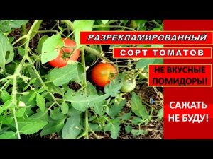 САЖАЛА НЕ УРОЖАЙНЫЙ СОРТ ТОМАТОВ ? ПОМИДОРЫ НЕ ВКУСНЫЕ. САЖАТЬ БОЛЬШЕ НЕ БУДУ.