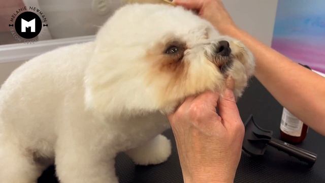 How to groom a dog with a thick coat. смотреть онлайн