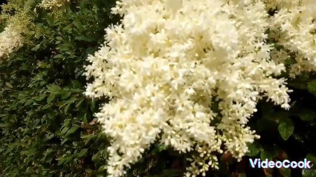 Ботанический сад. Амурская сирень. смотреть онлайн