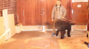 Как научить собаку охранять двор? Смотрите в этом видео. РЧТ Малыш Филя учится охранять двор.