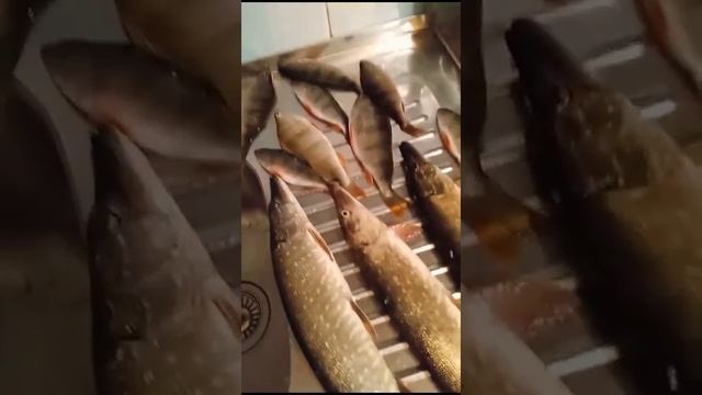 Батя. Щука на балансир смотреть онлайн