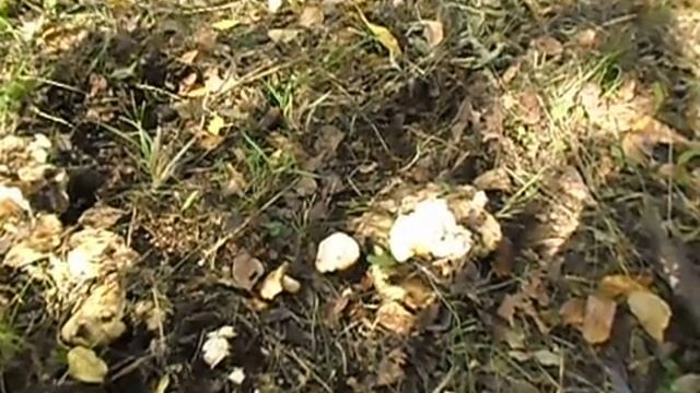 Учебник по Таланту