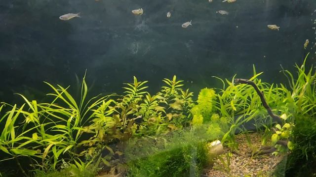 Ficha Popondetta Furcata / Pseudomugil furcatus смотреть онлайн