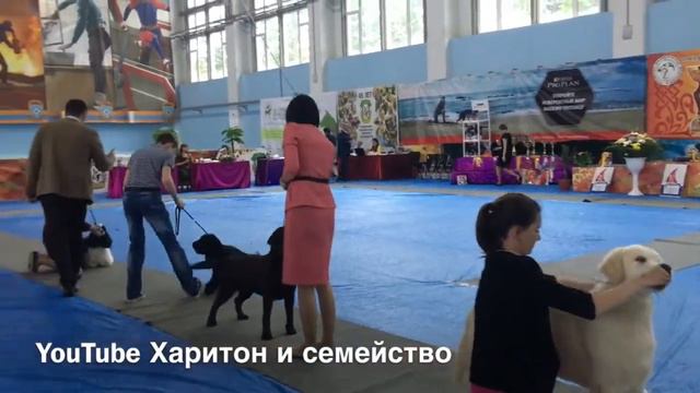 Выставка собак 30 июня 2018 г. Бесты