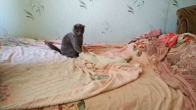 чихуахуа против вислоухой киси) смотреть онлайн