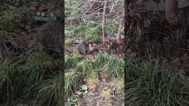 Приставала к котам на улице. Вторая серия ( Видимо, не последняя). смотреть онлайн