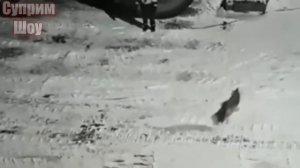 3 ВОЛКА НАПАЛИ НА СОБАКУ! ВОЛКИ ПРОТИВ СОБАК! ЧАСТЬ 1