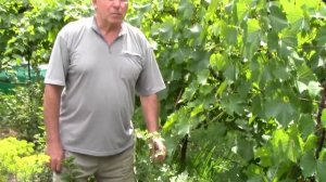 @Лечить мучнистую росу у смородины. Фунгицид фалькон