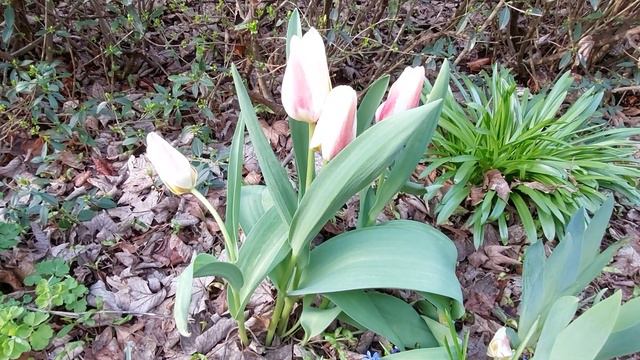 Николаев сегодня. 5 МИНУТ НАЗАД! ПЕРЕИМЕНУЮТ?! Сенкевич Новости Николаева сейчас смотреть онлайн