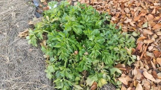 СИЛ МОИХ НЕТ - ОНИ НАЙДУТ НАС ДАЖЕ В ТАЙГЕ!!!!! / ГОСКОРПОРАЦИИ НАС НЕ ОСТАВЛЯЮТ В ПОКОЕ