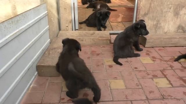 Щенки Черной Немецкой Овчарки 1 мес. и 1 неделя. Black German Shepherd Puppies 1 month. and 1 week. смотреть онлайн