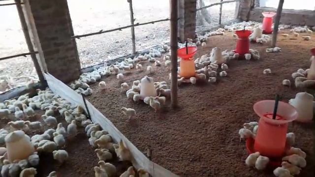 Treatment of E coli | ANANDA FARMING | E coli CRD And Kidney problems Easy solution| смотреть онлайн