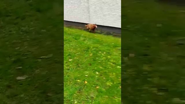 Малый пудель красного окраса Джолли Стар Феломена. 5 месяцев. смотреть онлайн