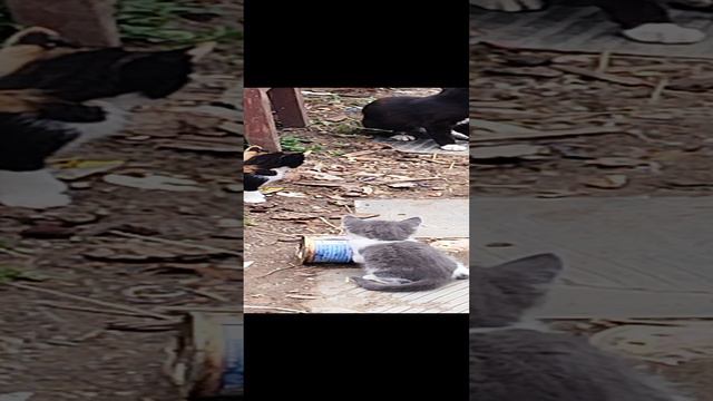 котята развлекаються