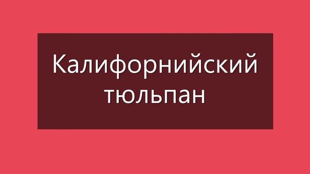Часть 3 КАТАЛОГА ТОМАТОВ 2022 ГОДА. Коллекция Светланы Туранчич . г. Киров. Ватсап тел. 89229284031 смотреть онлайн
