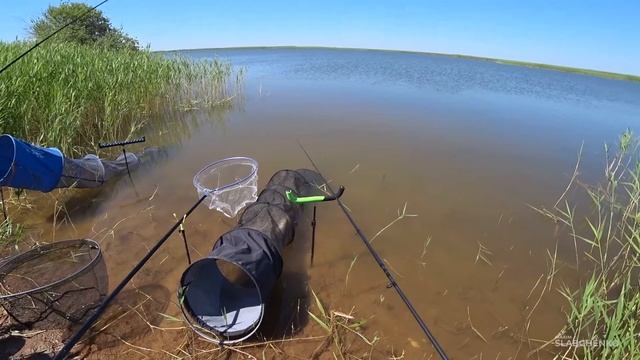 Линь и карась на фидер | Рыбалка на фидер смотреть онлайн