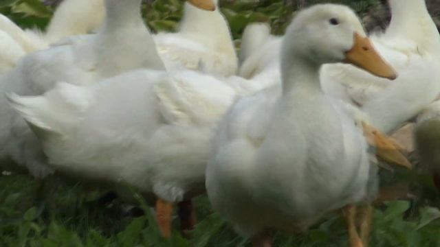 Бройлерная утка АГИДЕЛЬ. Отчет о 5 неделях. Результат уже другой. смотреть онлайн