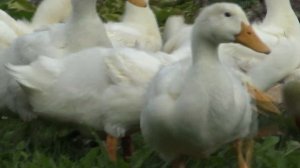 Бройлерная утка АГИДЕЛЬ. Отчет о 5 неделях. Результат уже другой.