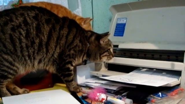 КОШКИ ИЛЮШКИНЫ - МАСТЕРА ПО НАСТРОЙКЕ ПРИНТЕРА смотреть онлайн