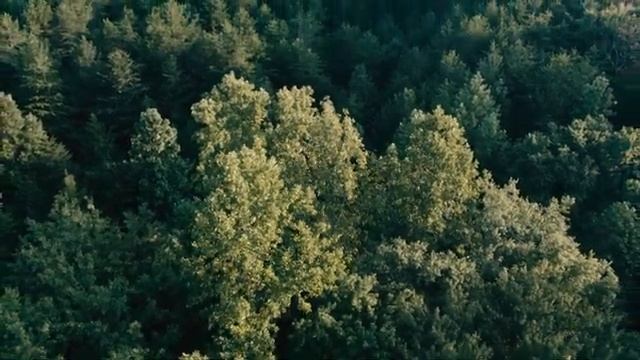 ? Расслабляющая музыка для сна: музыка для глубокой медитации, звуки птиц смотреть онлайн