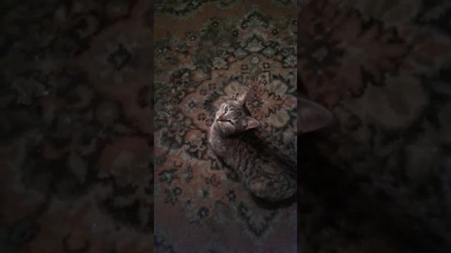 Какие звери смотреть онлайн